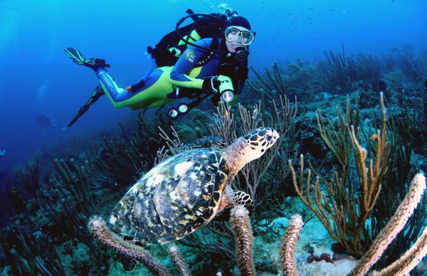 Diver Turtle West Indies