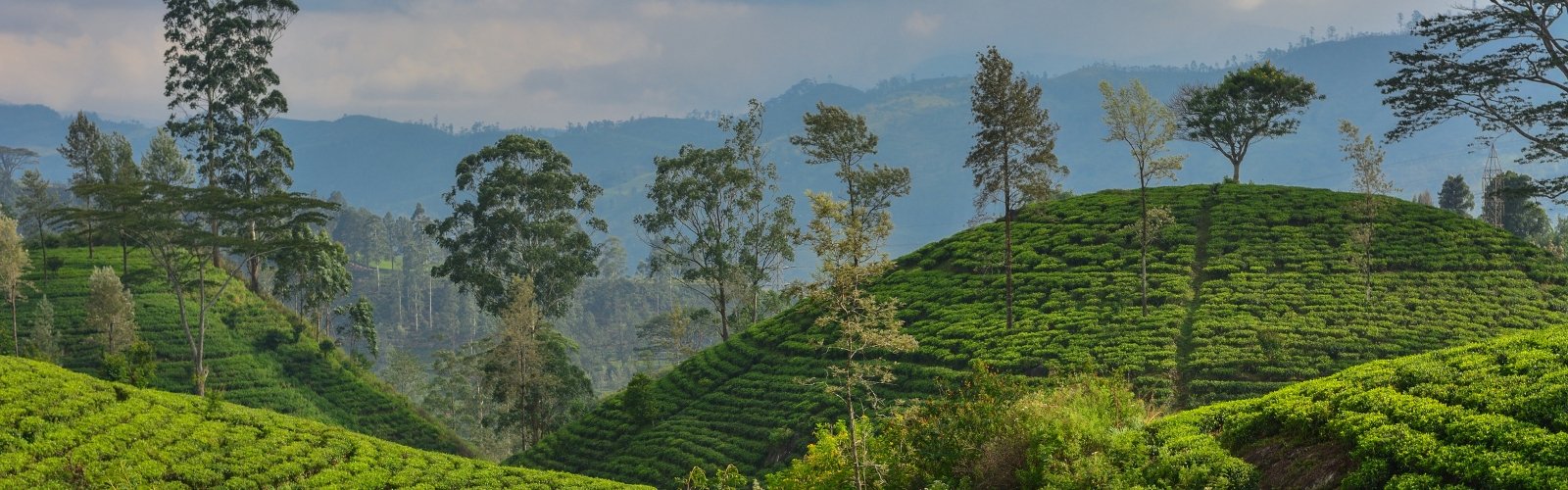 Book England Cricket Tour to Sri Lanka ODI & T20I Series 3 ODIs & 1 T20I – Colombo and Kandy - image
