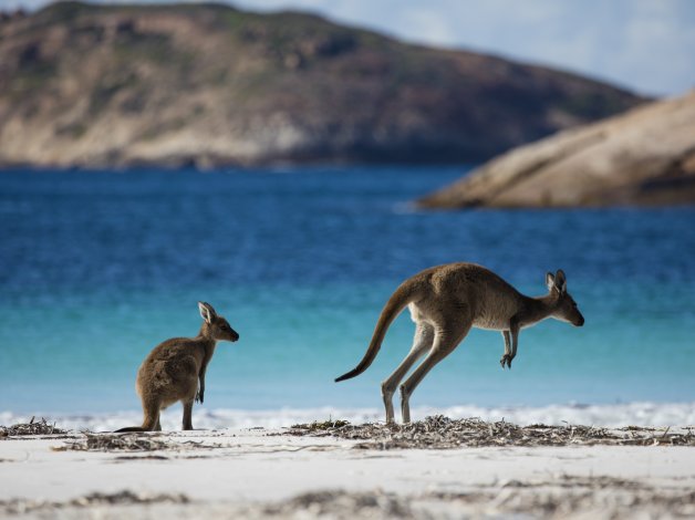 Australia Wildlife Beach Kangaroos