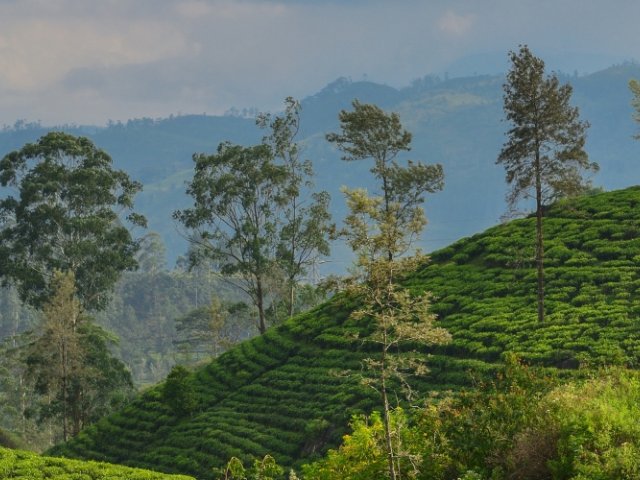 Book England Cricket Tour to Sri Lanka ODI & T20I Series 3 ODIs & 1 T20I – Colombo and Kandy - image