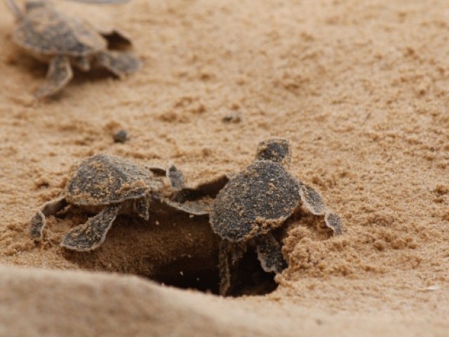 Galle Day Trip with River Cruise & Turtle Hatchery